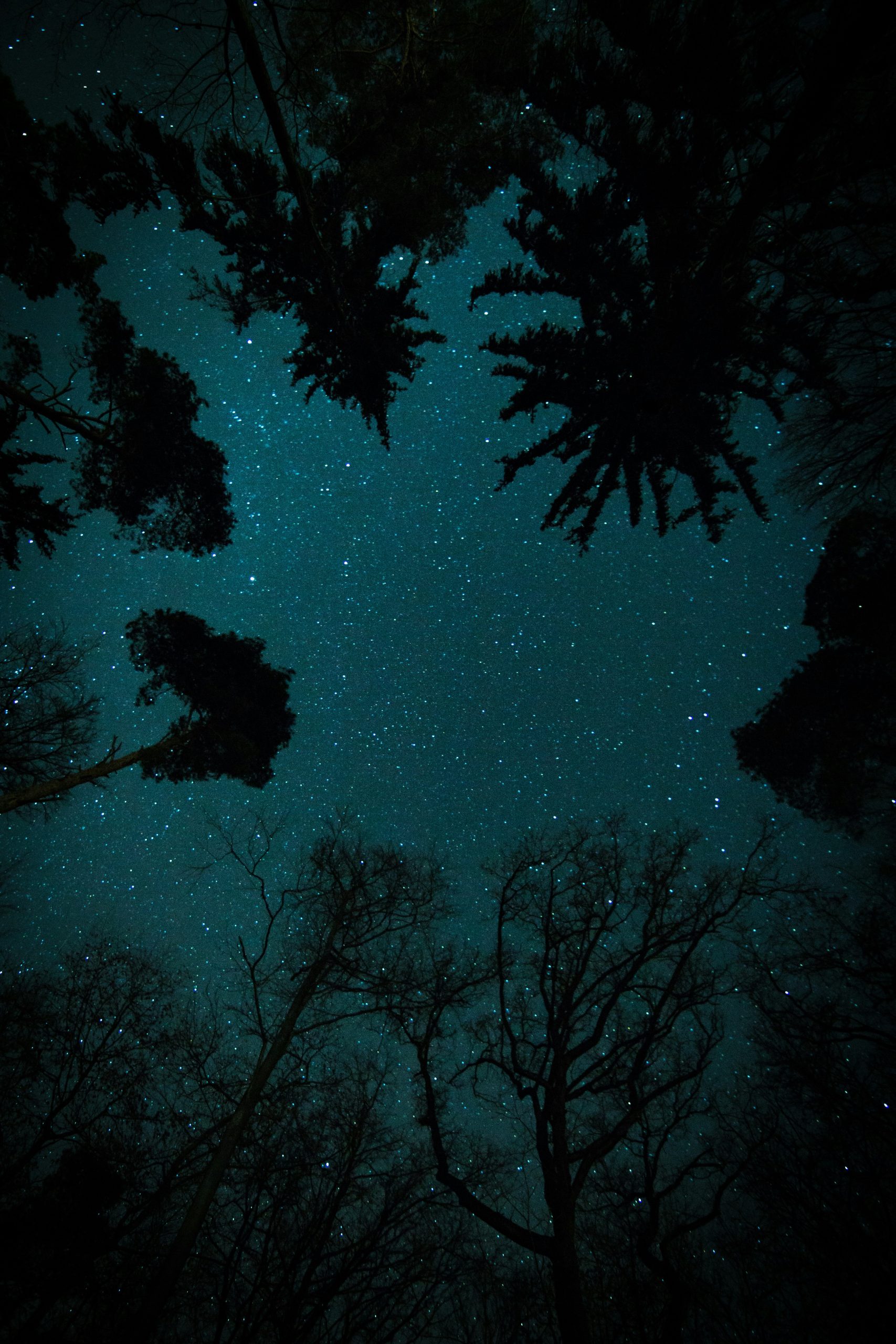 A Magical Night